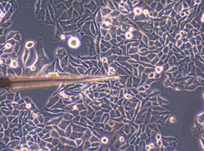 Discussion Workshop: Cell Culture – 2011