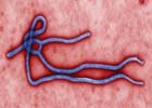EBOLA - sm