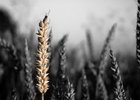 Crops small