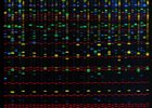 DNA small