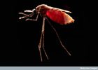 Malaria mosquito 140x100