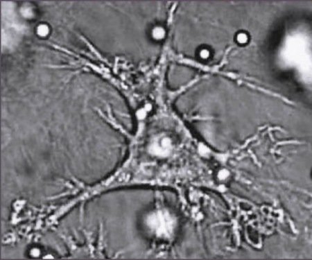 Mucosal dendritic cell-epithelial cell cross-talk – 14th October 2011