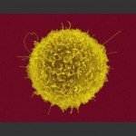 T Cell T Cell