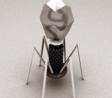 Bacteriophage