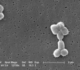 AntibioticImage2015