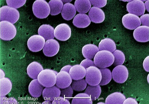 Cell Culture 2017