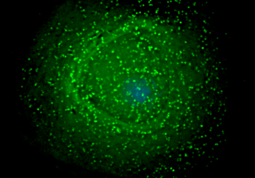 Meeting Announcement: The 2015 Innate Immunity Summit
