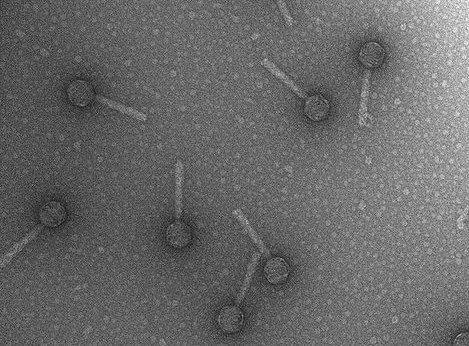 Bacteriophage 2016